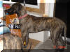 Great Dane Puppies , Great Danes for Sale , Great Dane Breeders